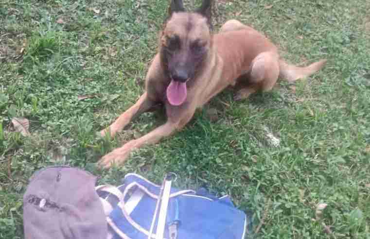 Ladrão entra em casa para furtar fiação em Ibaté e é surpreendido pelo cachorro do Chicão