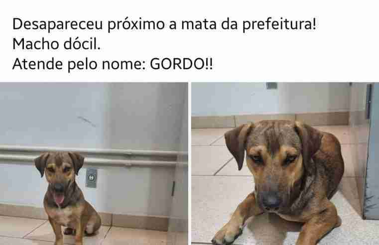 Cachorros estão perdidos em Ibaté e dono oferece gratificação a quem encontrar
