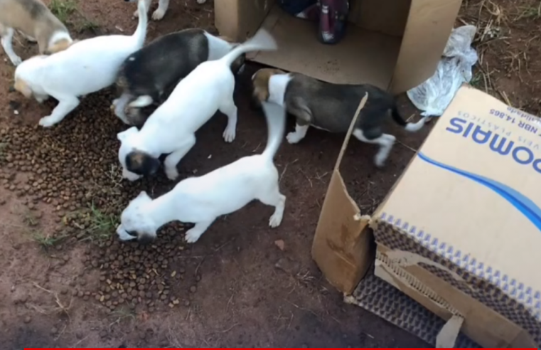 Oito filhotes de cachorro são abandonados em terreno baldio de Ibaté