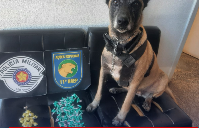 Polícia Militar de Ibaté e Canil do Baep apreendem drogas em Ibaté