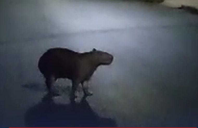 Capivara é flagrada passeando pelas ruas de Ibaté