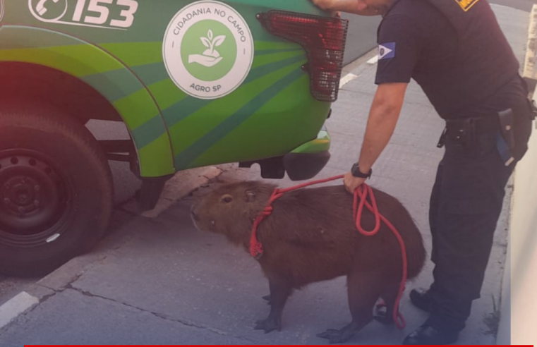 Capivara é capturada pela Guarda Municipal no Centro de Ibaté
