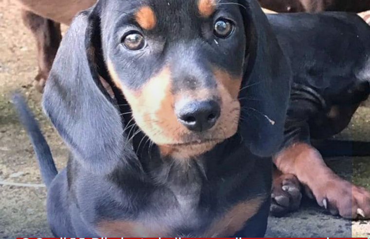 O Canil J.J. Ribeiro trabalha com diversas raças de cães e com certeza lá está o seu novo amigo de quatro patas