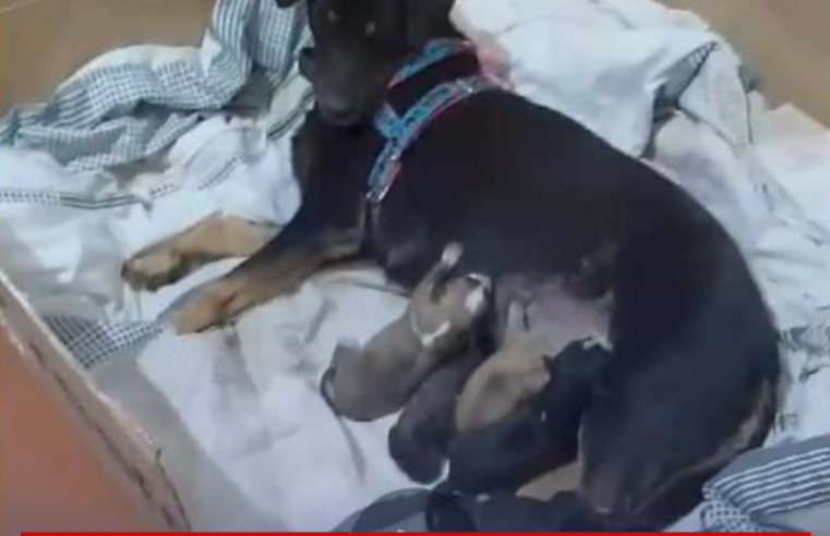 Cachorrinha sumiu no Santa Terezinha em Ibaté e filhotes precisam da mãe