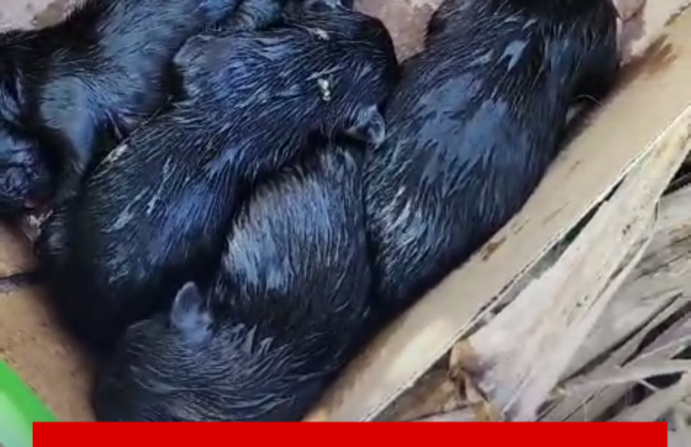 Filhotes de cachorro são abandonados em caixa de sapato em canavial de Ibaté