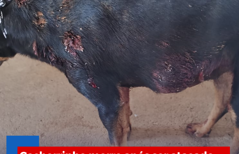 Cachorro morre após ser atacado por Pitbull em Ibaté