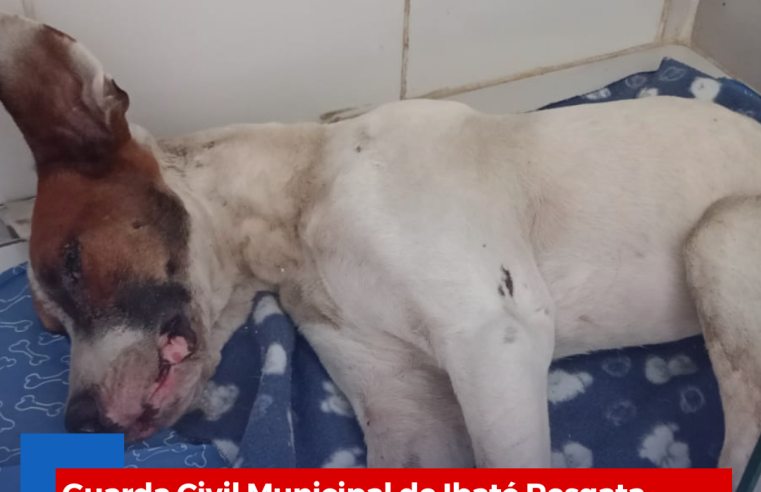 Guarda Civil Municipal de Ibaté Resgata Cachorro em Situação de Maus-Tratos no Jardim Cruzado