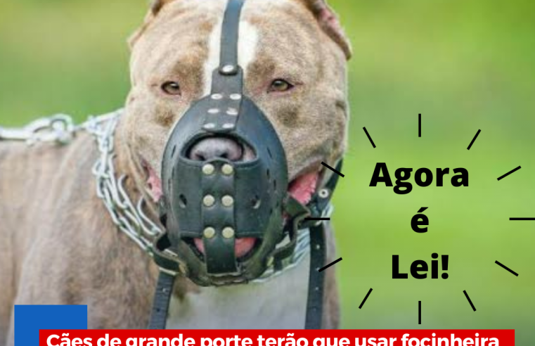 Cães de grande porte serão obrigados a usar focinheira nas ruas de Ibaté e tutor que desobedecer a Lei será multado em R$ 1.414,40