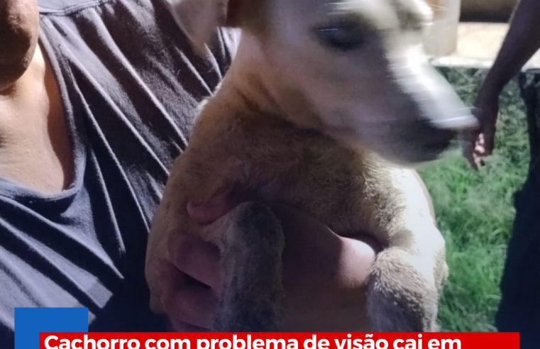 Cachorro com problema de visão cai em córrego e é resgatado pelos bombeiros com o apoio da Guarda de Ibaté