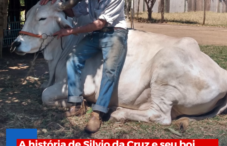 A história de Silvio da Cruz e seu boi “Presente” vai virar reportagem de TV