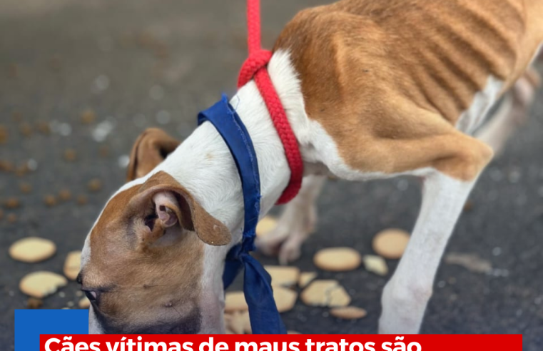 Cães vítimas de maus tratos são resgatados em Ibaté