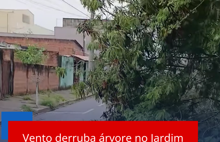 Vento derruba árvore no Jardim Cruzado