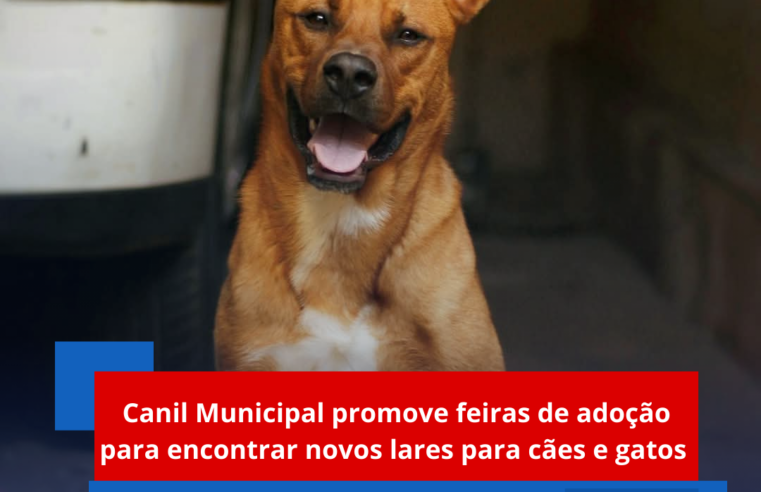 Canil Municipal promove feiras de adoção para encontrar novos lares para cães e gatos