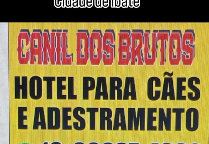 Vai viajar? Trabalhar o dia todo?Seu pet não precisa ficar sozinho nem triste!