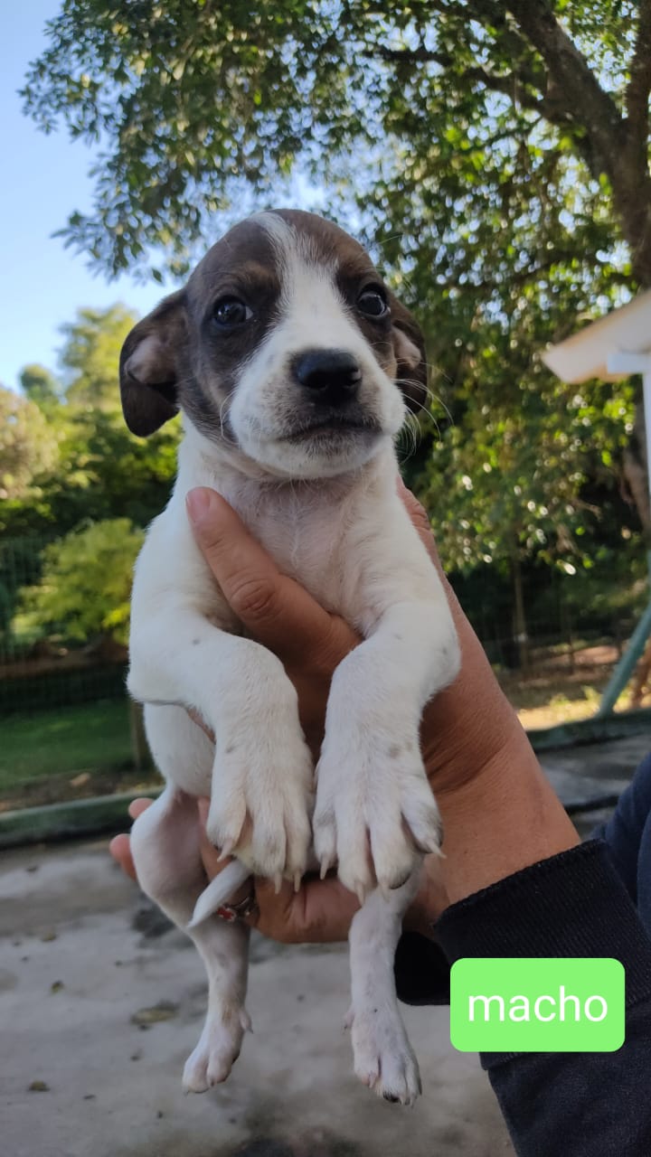 Filhotes de cães estão disponíveis para adoção no Centro de Controle de Zoonoses