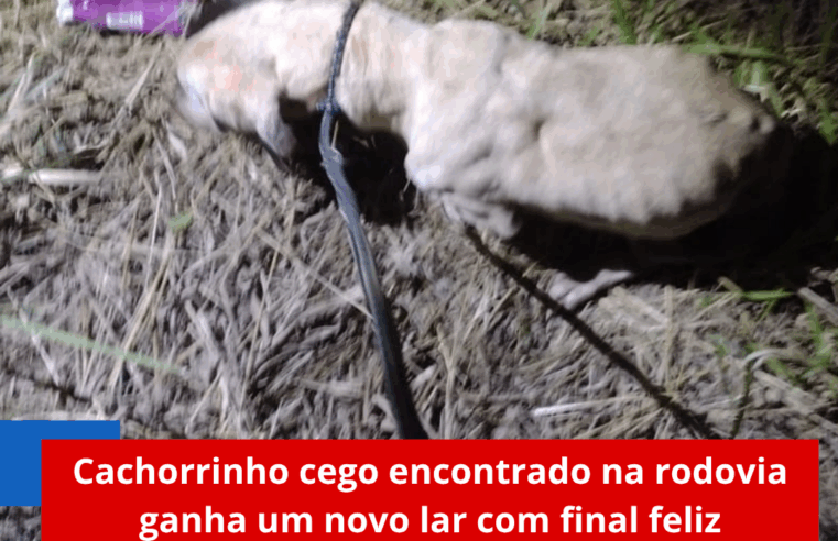 Cachorrinho cego encontrado na rodovia ganha um novo lar com final feliz
