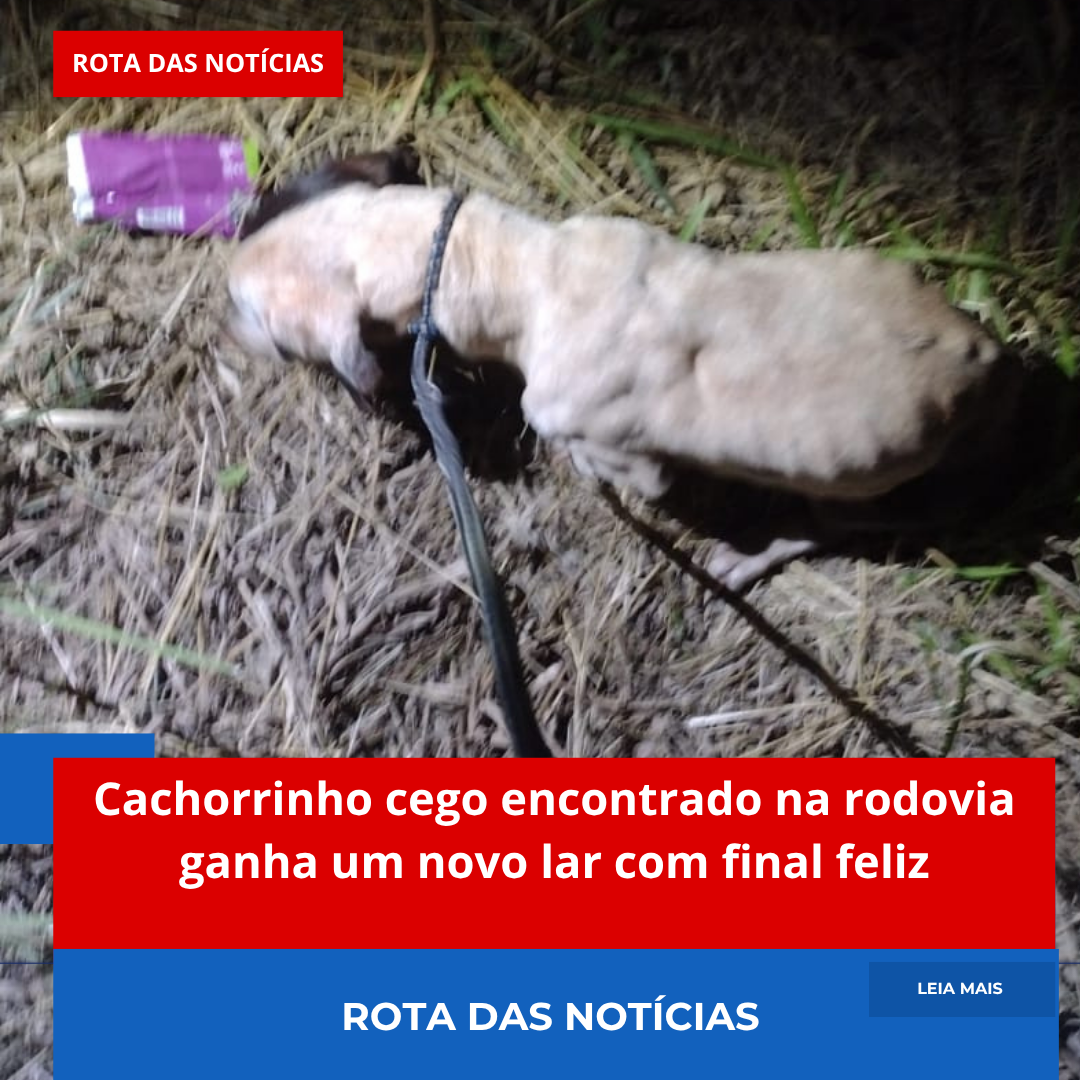 Cachorrinho cego encontrado na rodovia ganha um novo lar com final feliz