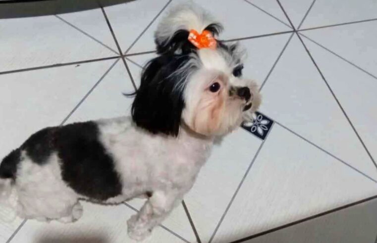 🚨 TODOS PELA LARA! 🚨A pequena Lara desapareceu na Rua Antônio Peruchi, bairro Popular, em Ibaté.