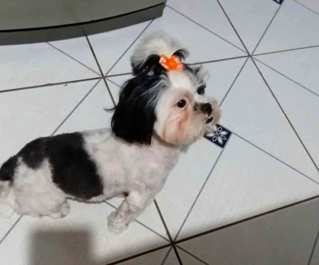 🚨 TODOS PELA LARA! 🚨A pequena Lara desapareceu na Rua Antônio Peruchi, bairro Popular, em Ibaté.