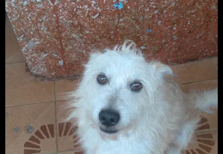 💔🐶 PROCURA-SE O THEO – ELE PRECISA VOLTAR PRA CASA