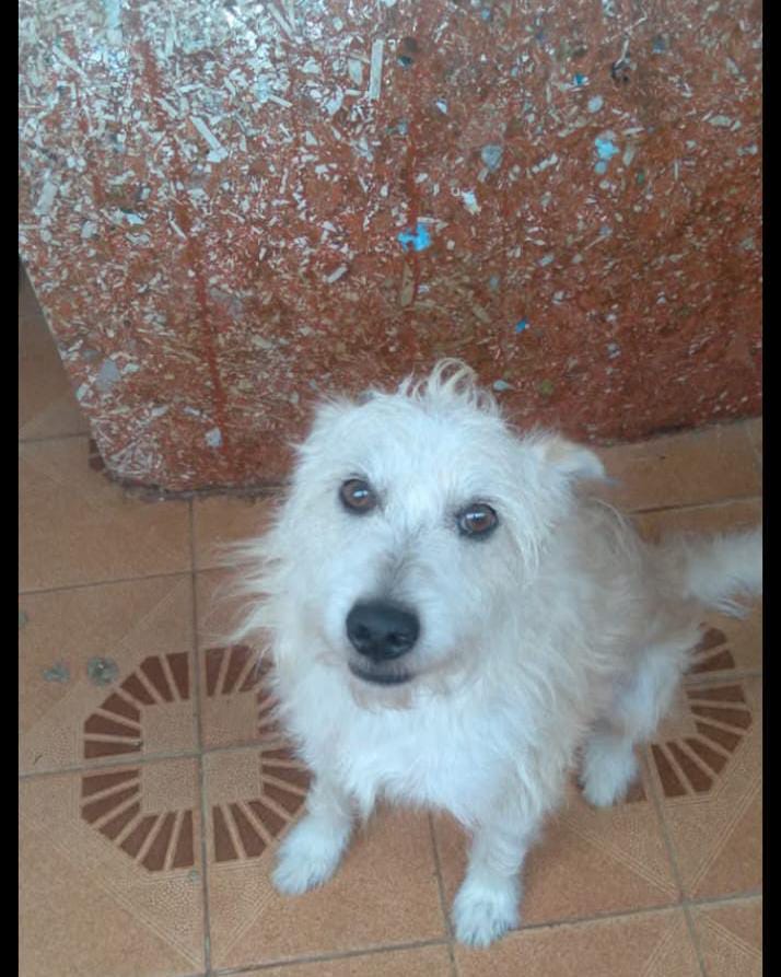 💔🐶 PROCURA-SE O THEO – ELE PRECISA VOLTAR PRA CASA