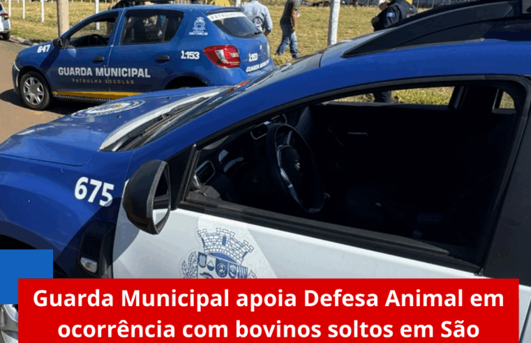 Guarda Municipal apoia Defesa Animal em ocorrência com bovinos soltos em São Carlos