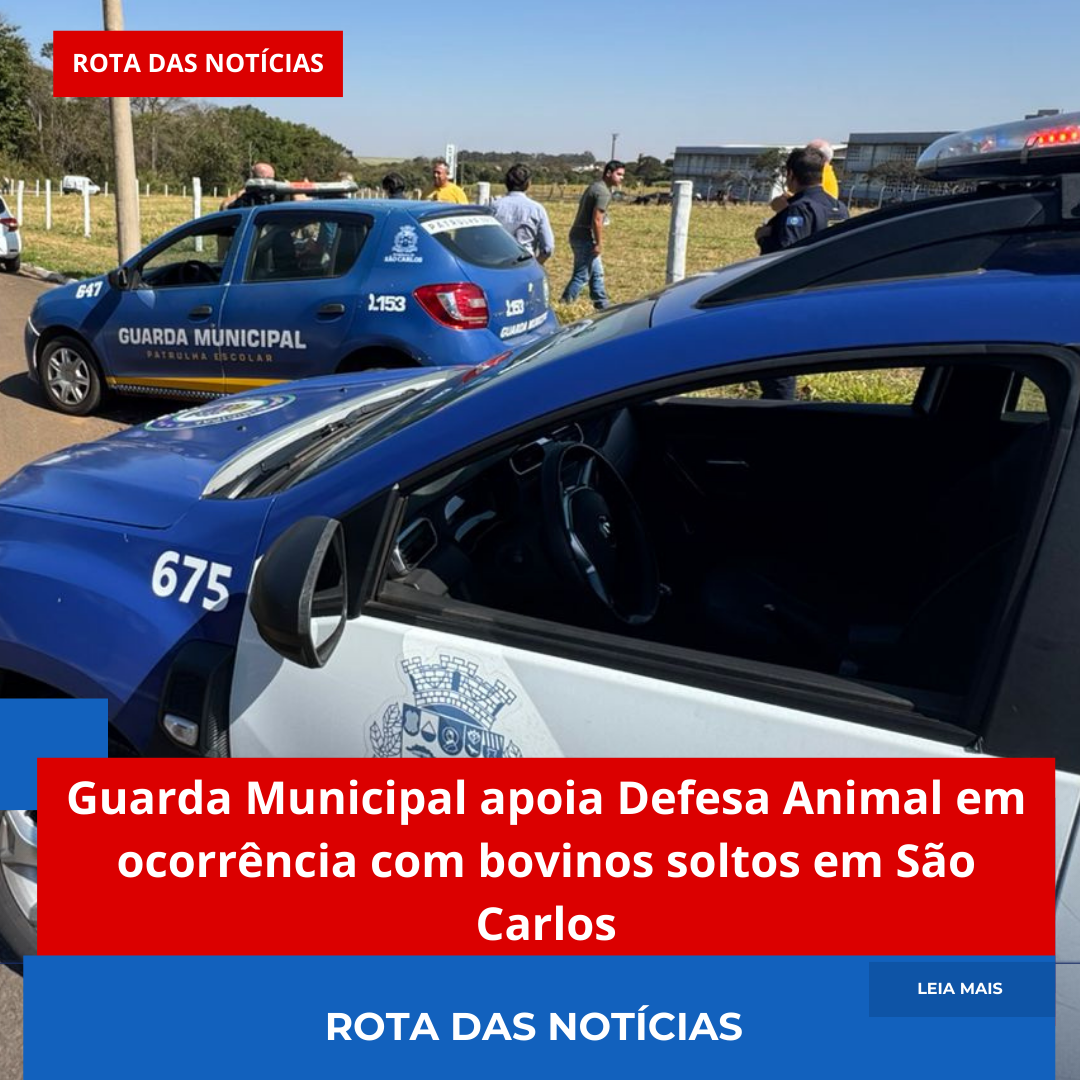 Guarda Municipal apoia Defesa Animal em ocorrência com bovinos soltos em São Carlos