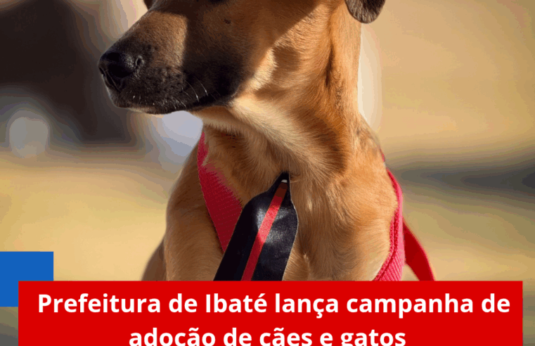 Prefeitura de Ibaté lança campanha de adoção de cães e gatos