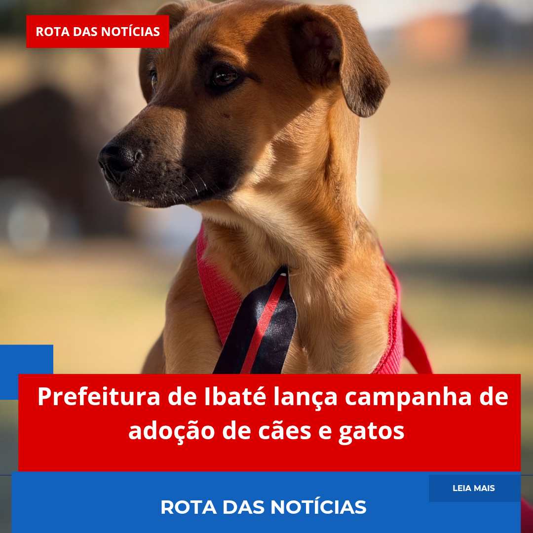 Prefeitura de Ibaté lança campanha de adoção de cães e gatos