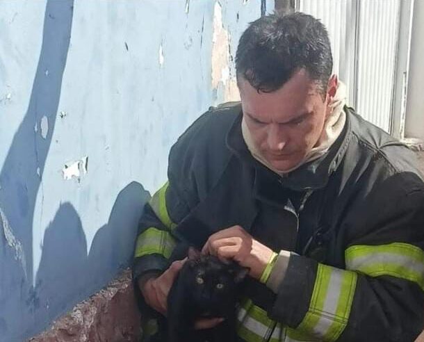 Bombeiros salvam três gatos intoxicados pela fumaça em incêndio no Centro de São Carlos