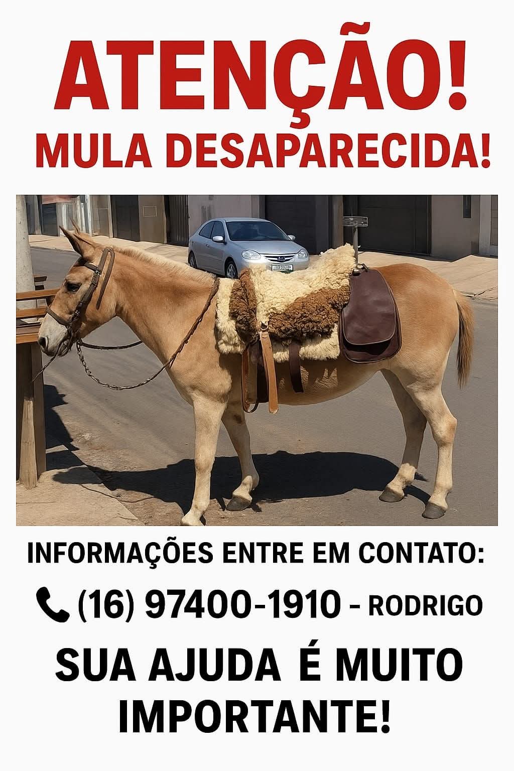 Mula desaparecida em Ibaté: tutor pede ajuda para localizar animal