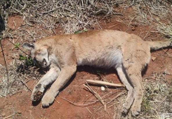 Onça parda é encontrada morta em estrada de São Carlos
