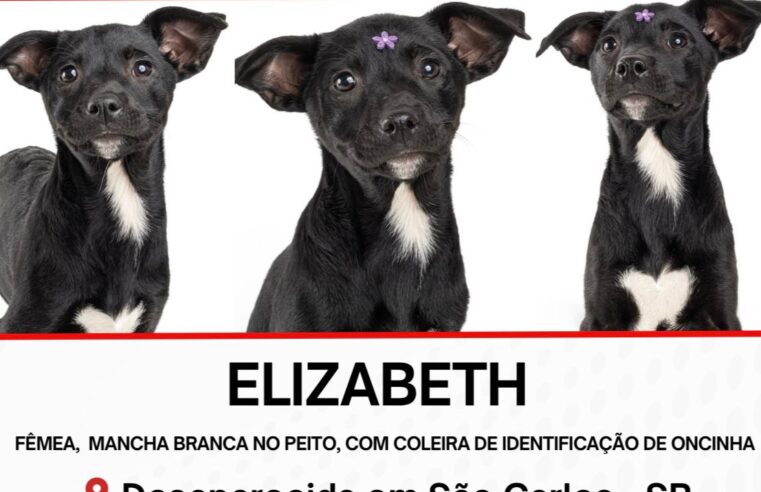 Família procura cadelinha desaparecida em São Carlos e oferece recompensa