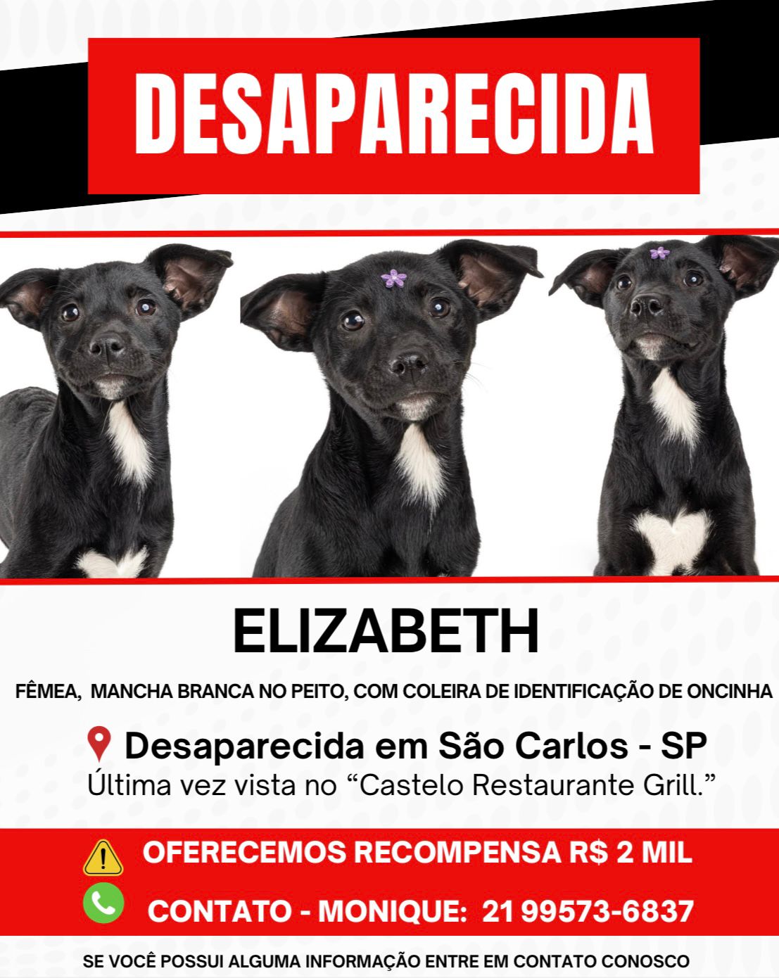 Família procura cadelinha desaparecida em São Carlos e oferece recompensa