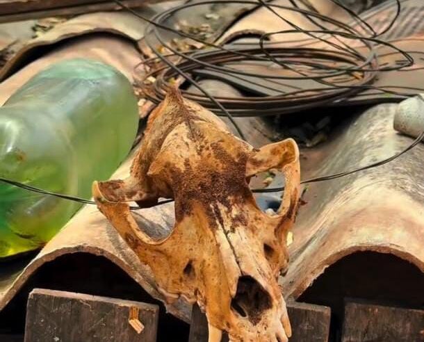 Mais de 40 animais são resgatados em São Carlos após denúncia de maus-tratos