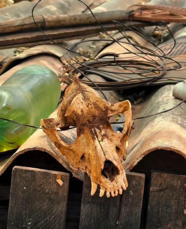 Mais de 40 animais são resgatados em São Carlos após denúncia de maus-tratos