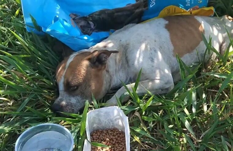 💔 Crueldade e Esperança: Pitbull é resgatada após ser abandonada dentro de um saco de ração em Ibaté