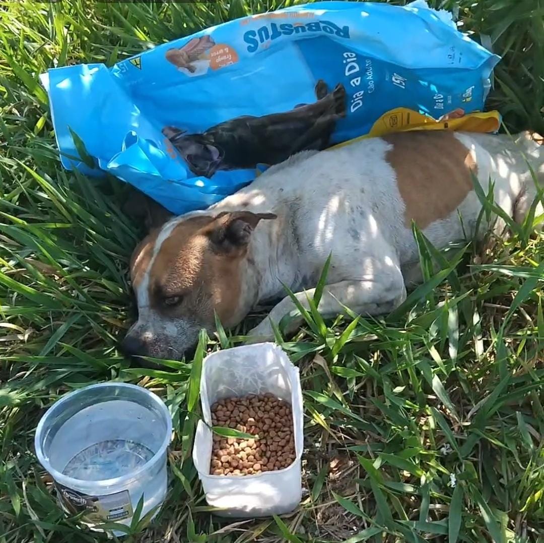💔 Crueldade e Esperança: Pitbull é resgatada após ser abandonada dentro de um saco de ração em Ibaté