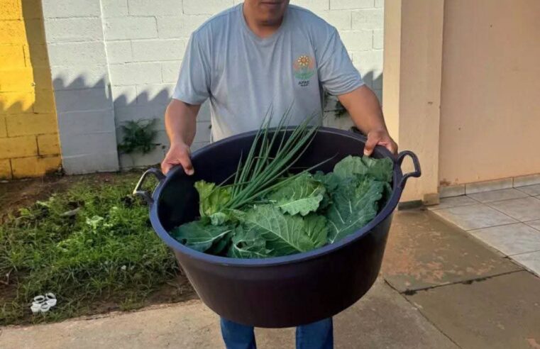 🌱 Dia de colheita na APAE de Ibaté! 🥕🌿