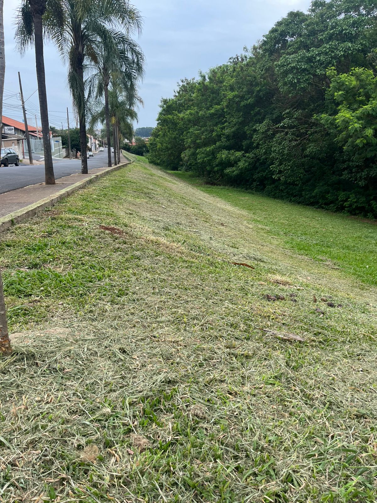 RC Serviços intensifica limpeza de áreas verdes e reforça pedido de colaboração da população