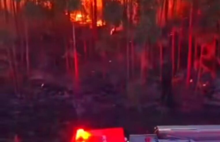 🔥 Incêndio em plantação de eucaliptos mobiliza Bombeiros na região da Havan