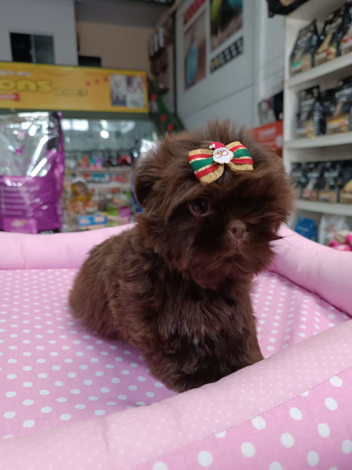 ❤️🐾 Shih-tzu Chocolate é puro encanto na JJ Ribeiro 🐾❤️
