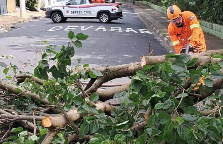 Defesa Civil de Ibaté remove cinco árvores derrubadas por fortes ventos na madrugada