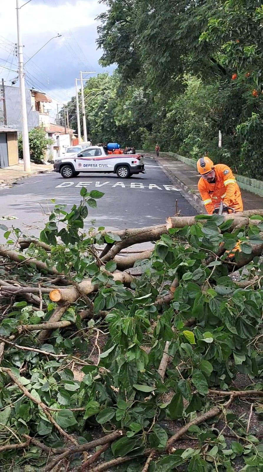 Defesa Civil de Ibaté remove cinco árvores derrubadas por fortes ventos na madrugada
