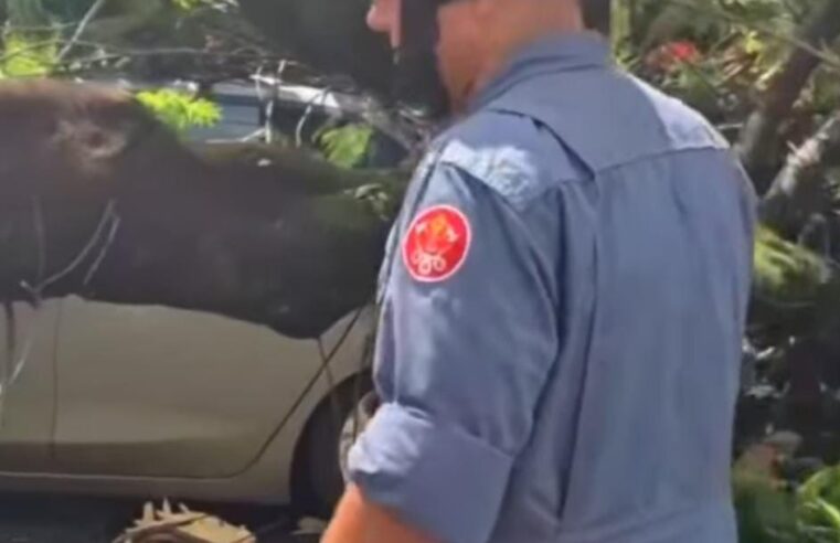 Queda de árvore atinge carro em Araraquara, motorista sai ileso