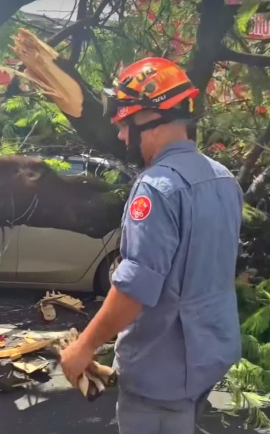 Queda de árvore atinge carro em Araraquara, motorista sai ileso