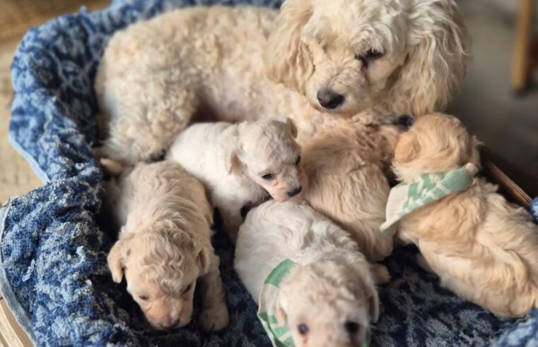 🎄 Com a chegada do Natal, nada é mais especial do que presentear a família com amor, companhia e alegria.