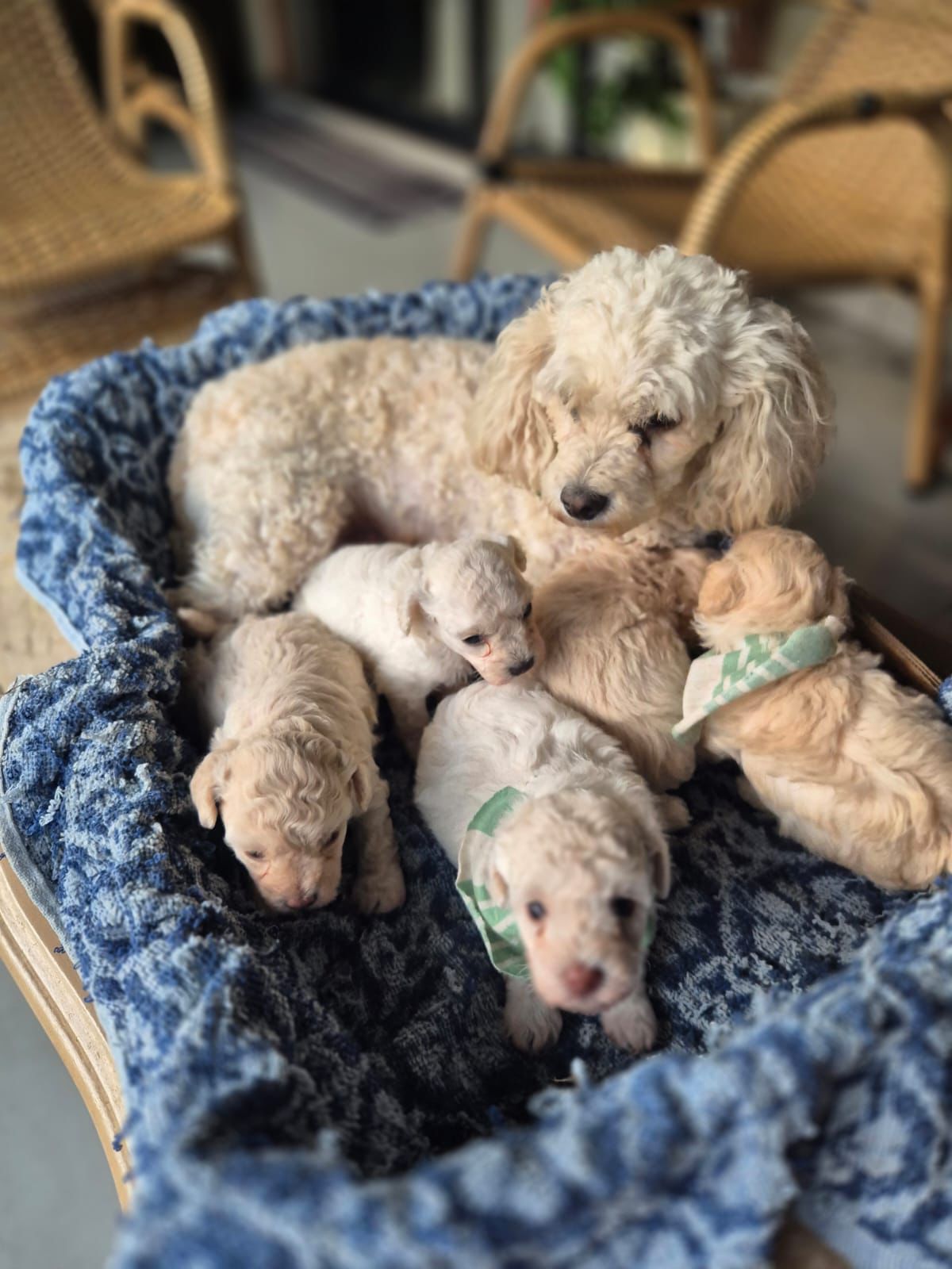 🎄 Com a chegada do Natal, nada é mais especial do que presentear a família com amor, companhia e alegria.