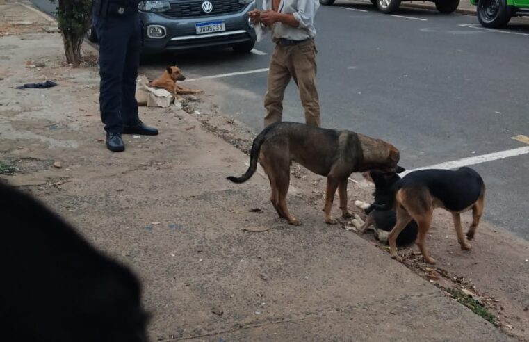 Homem é preso em flagrante por maus-tratos a animais no Jardim Cruzado, em Ibaté