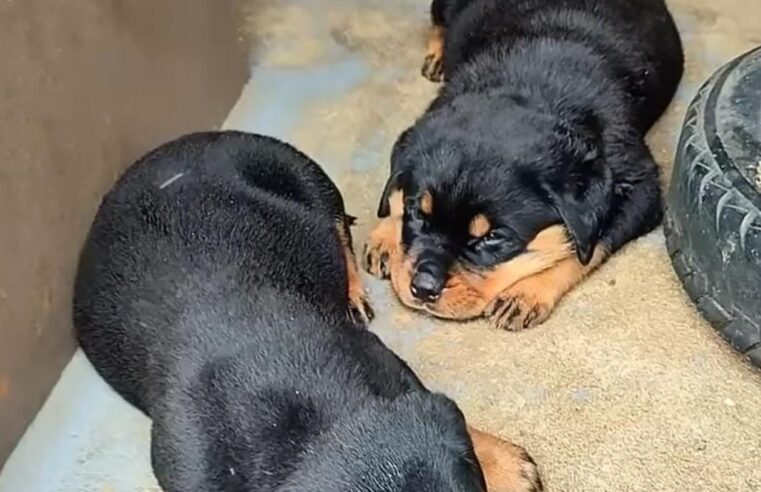Filhotes de Rottweiler disponíveis no Canil JJ Ribeiro! 🐾